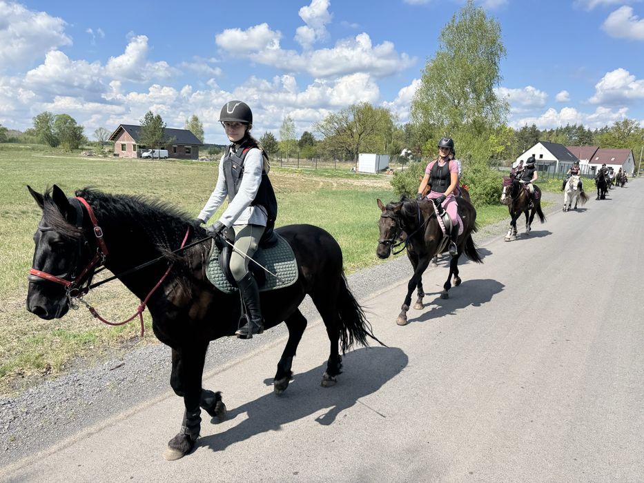Wałach 5 lat, fryz x ślązak