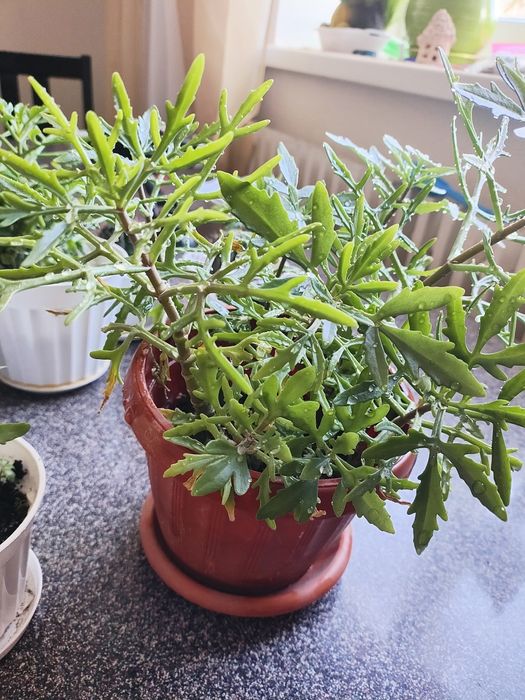 Каланхоэ лациниата "оленьи рожки"