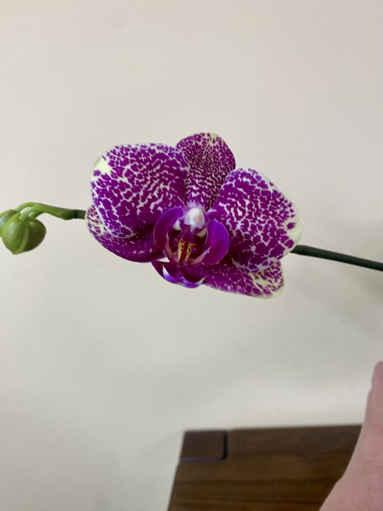 Орхідея Сан Бьюті