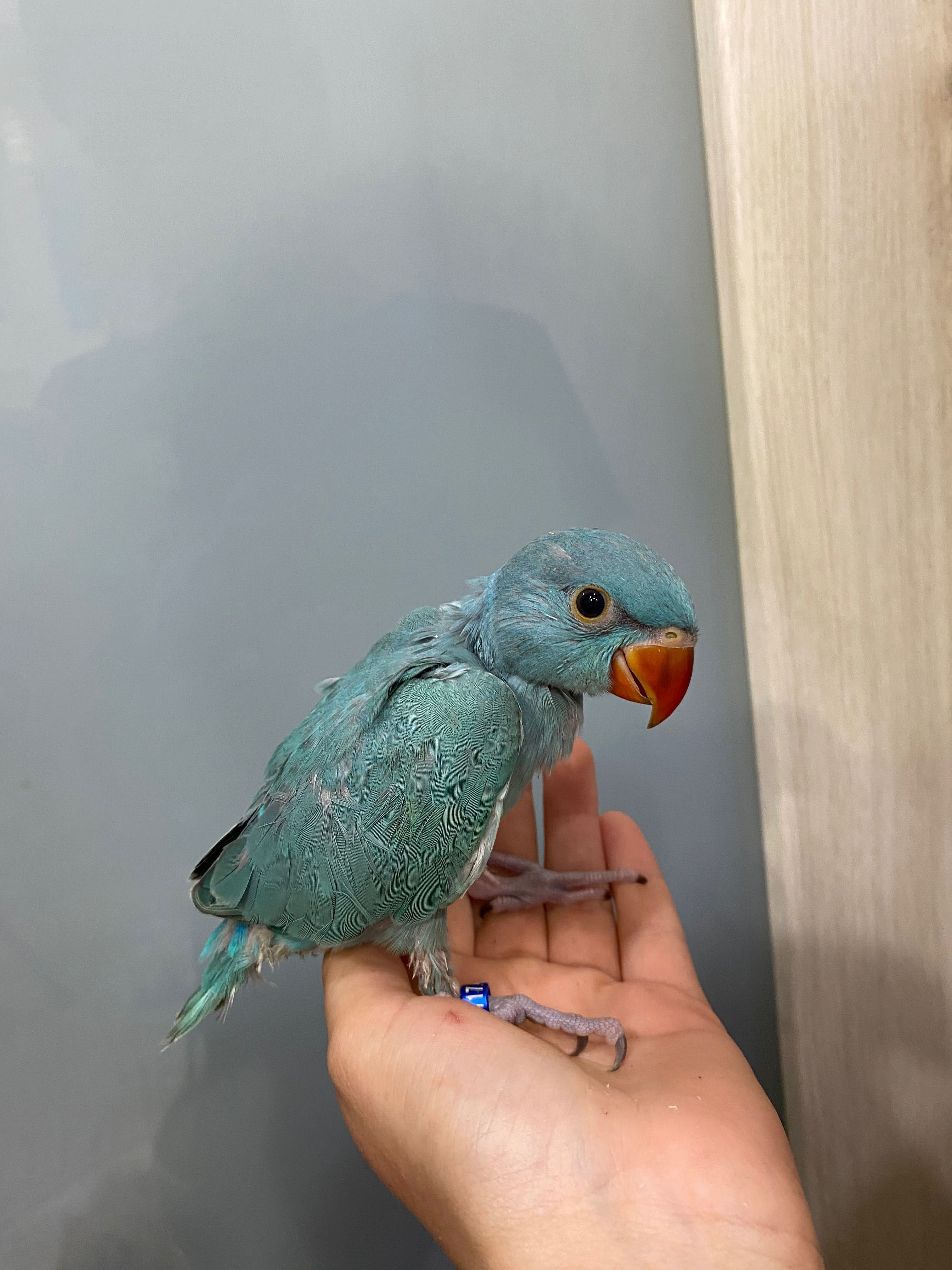 Насмистовий ожереловий папуга, ручні пташенята різного колору