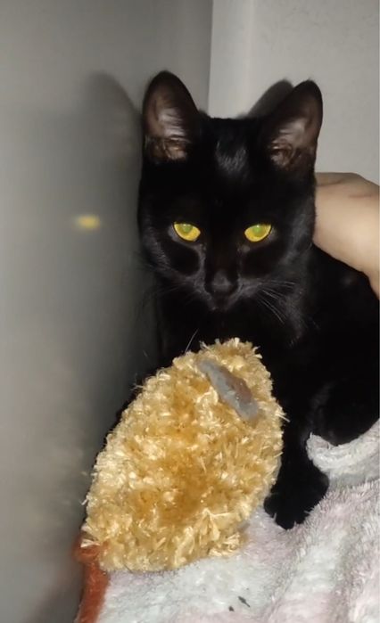 Кошеня підліток шукає дім!