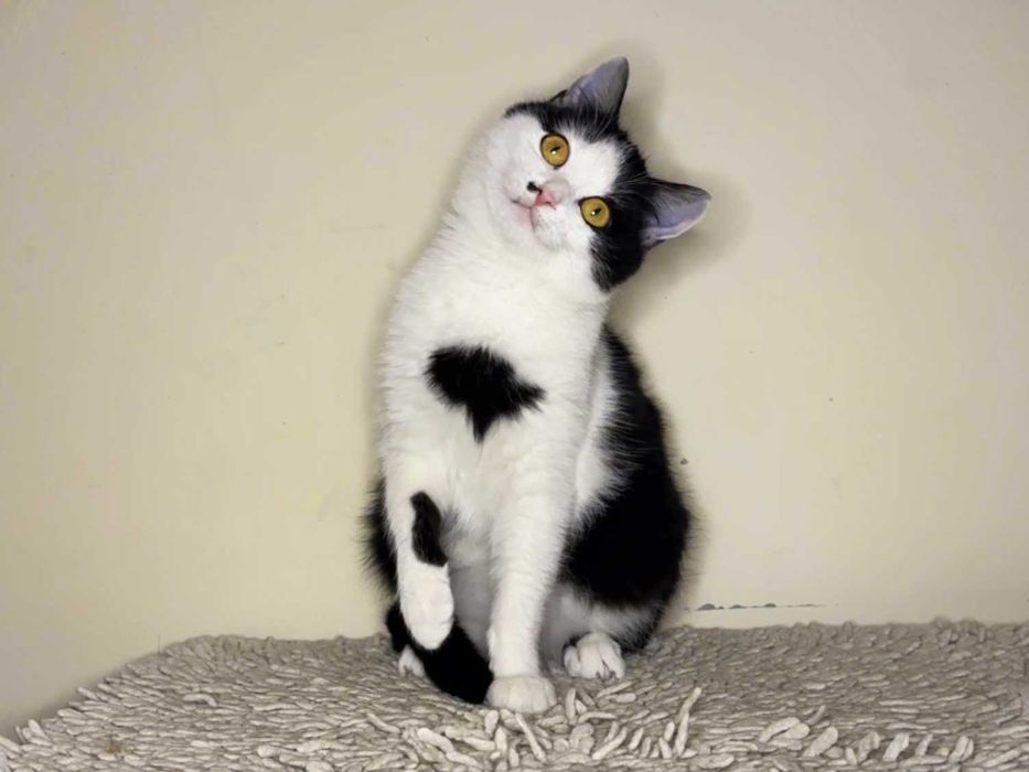 Красуня кішечка Брошка (4,5 місяці) дуже чекає на люблчу родину!