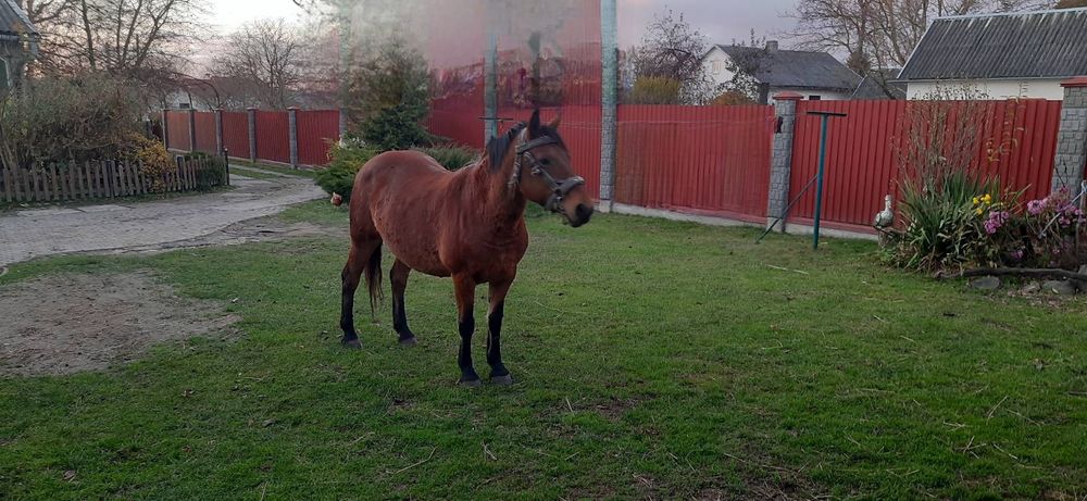 Продається кінь 9 років