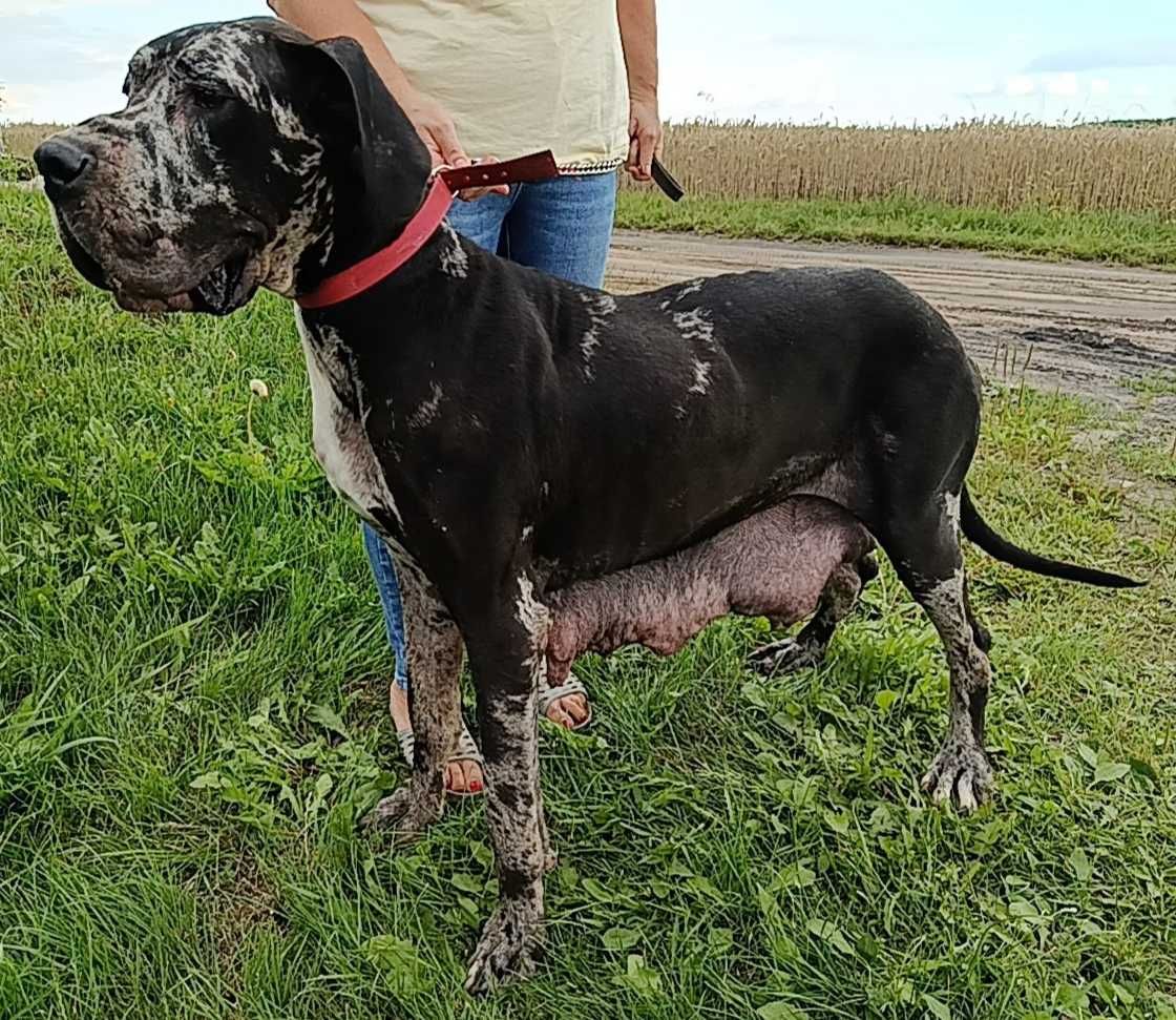 Dog niemiecki suczka