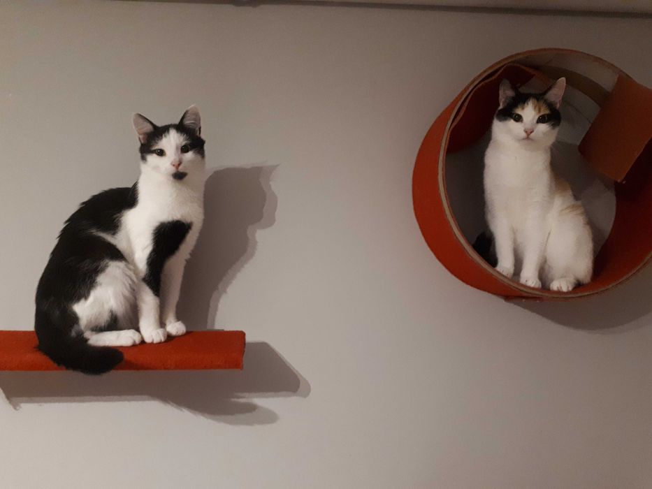 Najukochańszy koci duet Adopcja