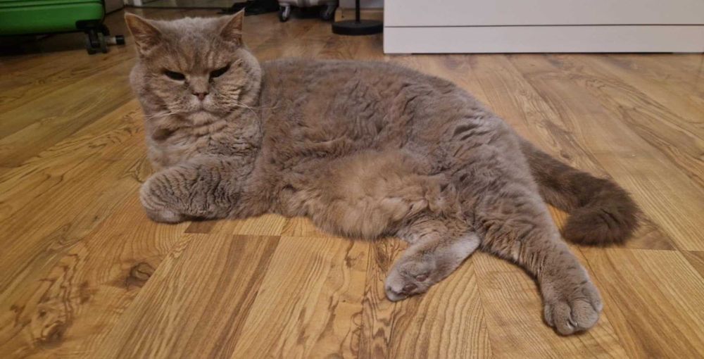 Kot brytyjski senior do adopcji