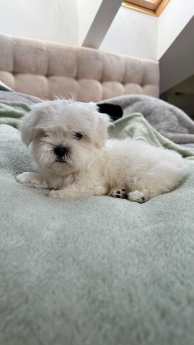 Mini Piesek Maltańczyk z Rodowodem 2kg