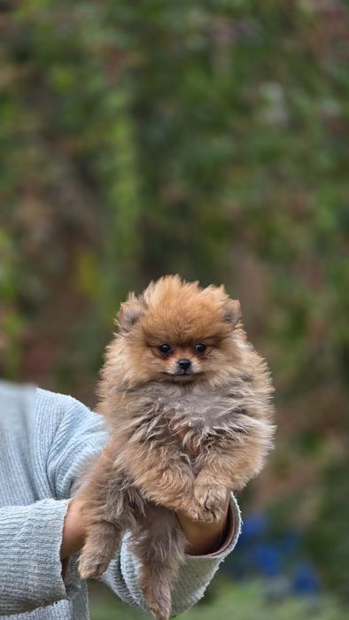 Pomeranian uroczy piesek