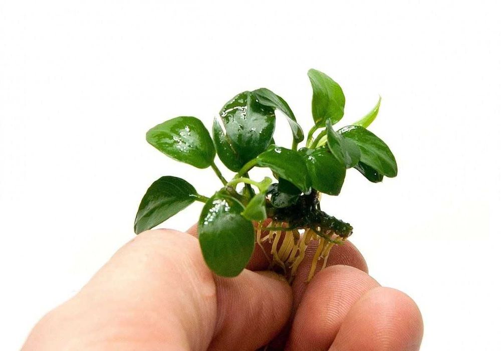 Рослини для акваріума: анубіаси та губки.