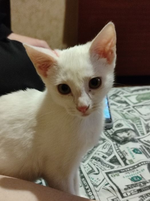 Отдам кошечку в хорошие руки!