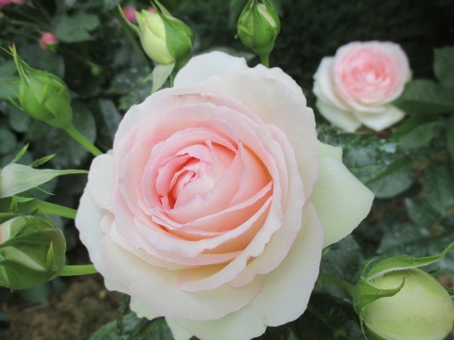 Роза Пьер де Ронсар . Троянда Пьєр