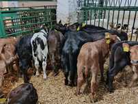 Jałówki Mięsne MM Linousine Angus 20 sztuk