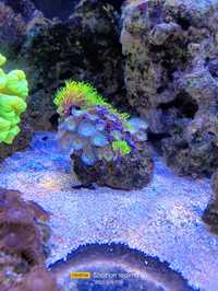 zonatus koralowce morskie