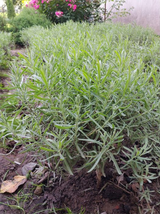 Розпродую лаванду дорослі великі кущі
