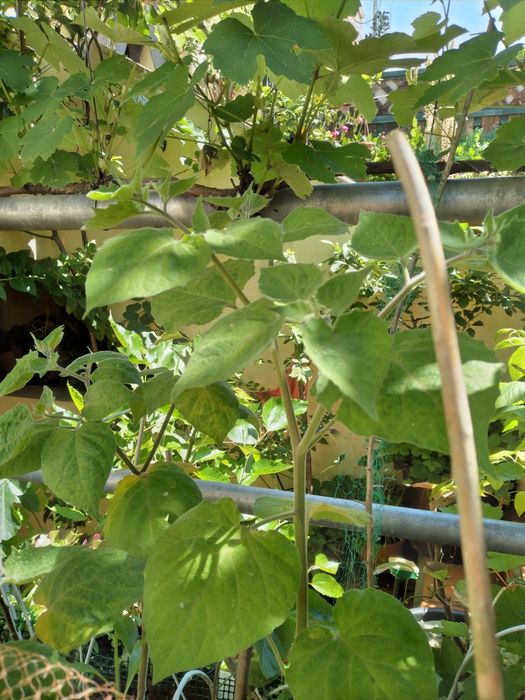 plantas phisalis, tomate capucho