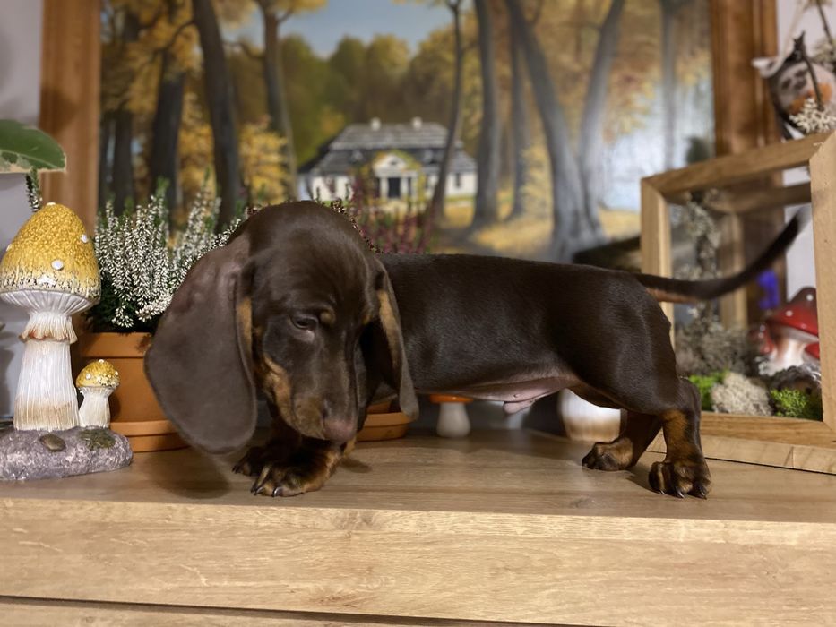 Jamnik piesek czekoladowy