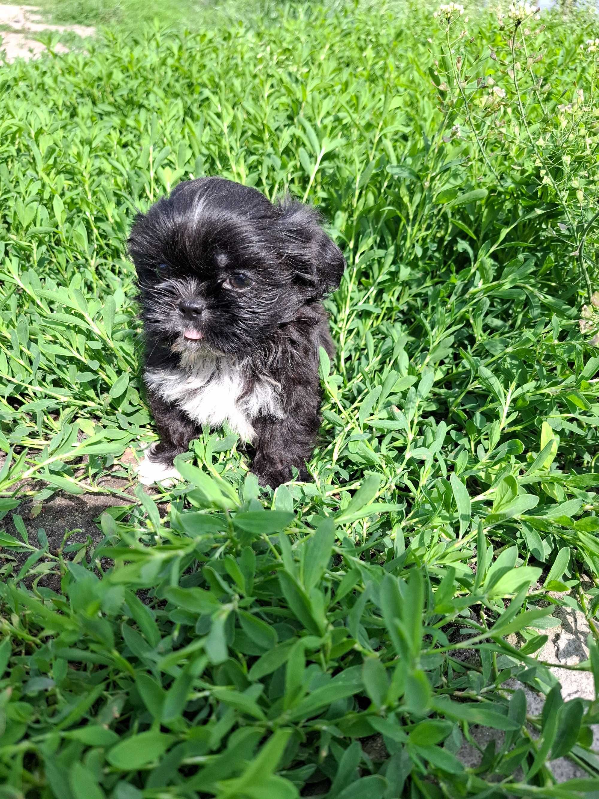 Sunia shih tzu gotowa do zmiany domu