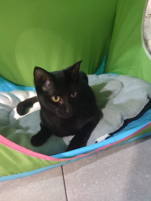 Lia  - 6/7 meses para adopcao