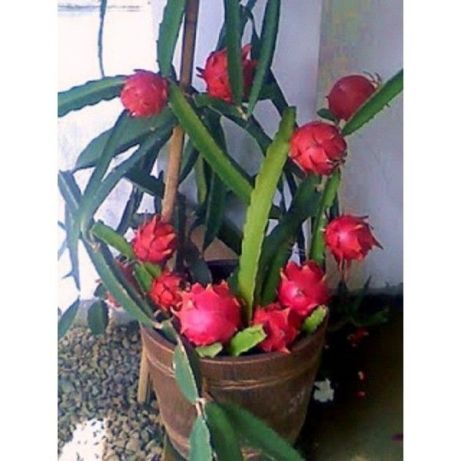 Plantas de Pitayas Rosa