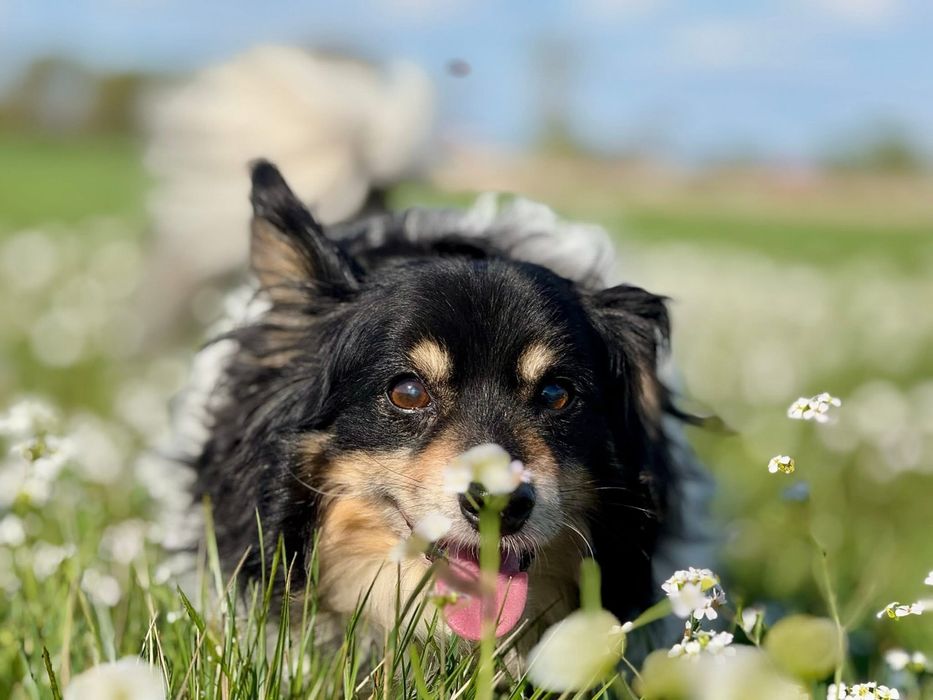 Malutki senior Benio czeka na dom