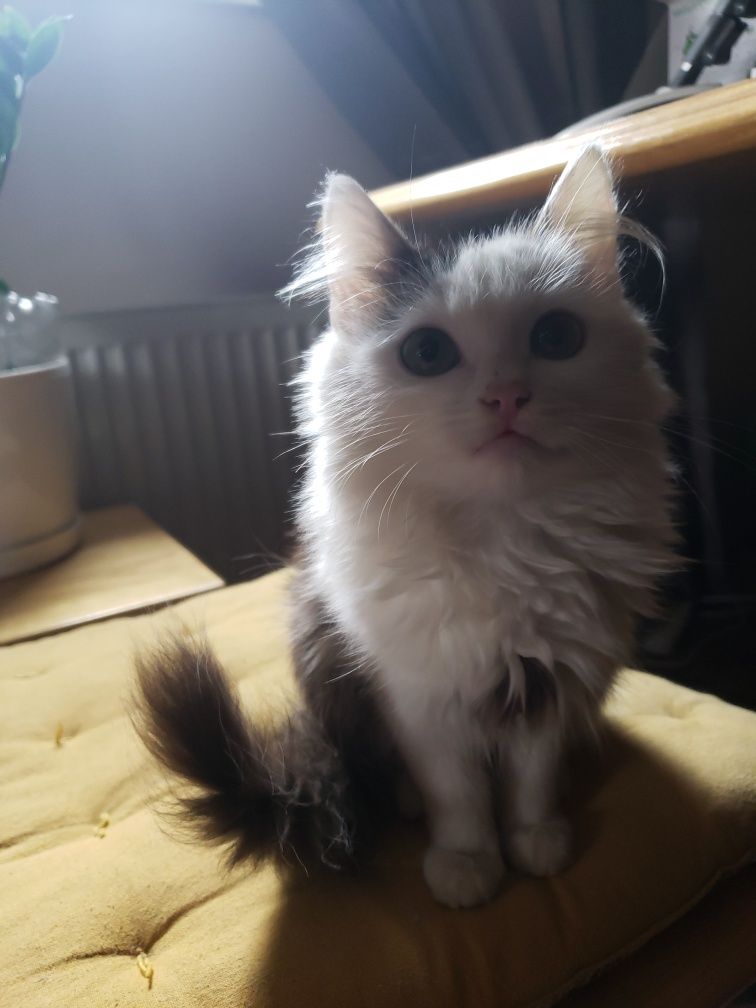 Котики домашні-породясті