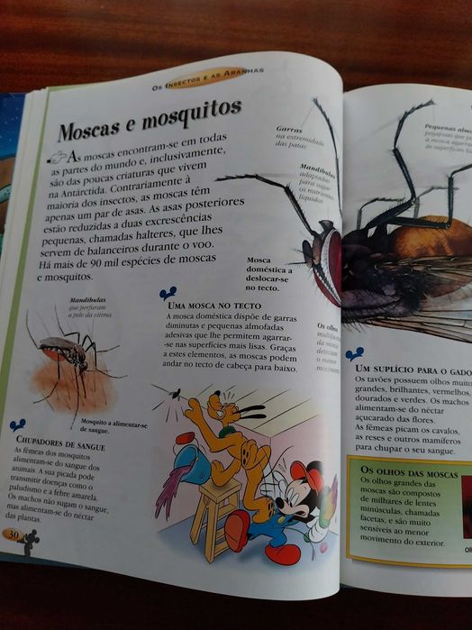 Os Insectos e as Aranhas, Disney - O Maravilhoso Mundo do Conhecimento