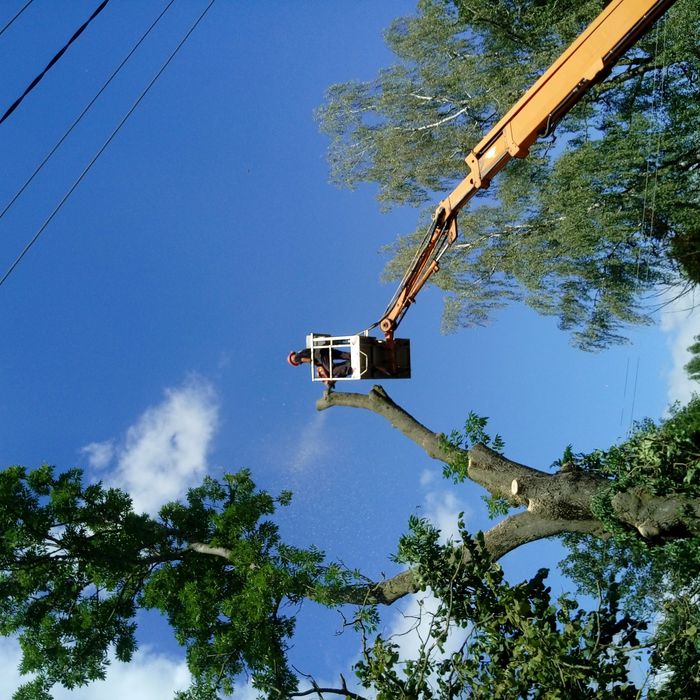 Wycinka drzew i krzewów. Prace wysokościowe. Frezowanie pni . Rębak.