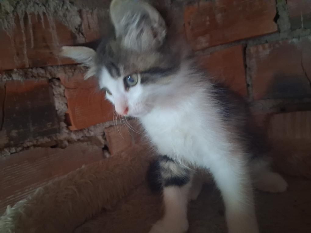 Gatinhos bebés para adoção – já comem ração e usam a caixinha!