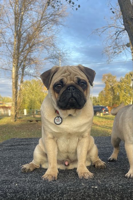 Мопс цуценя хлопчик КСУ, чіпований, привитий ціну знижено