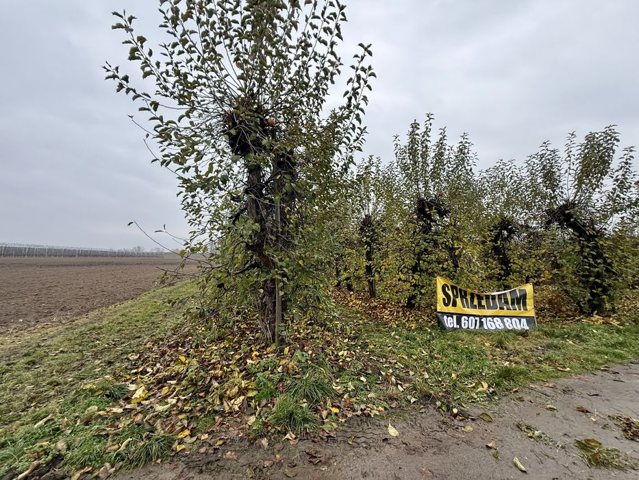 Sprzedam sad,  Ostrołęka