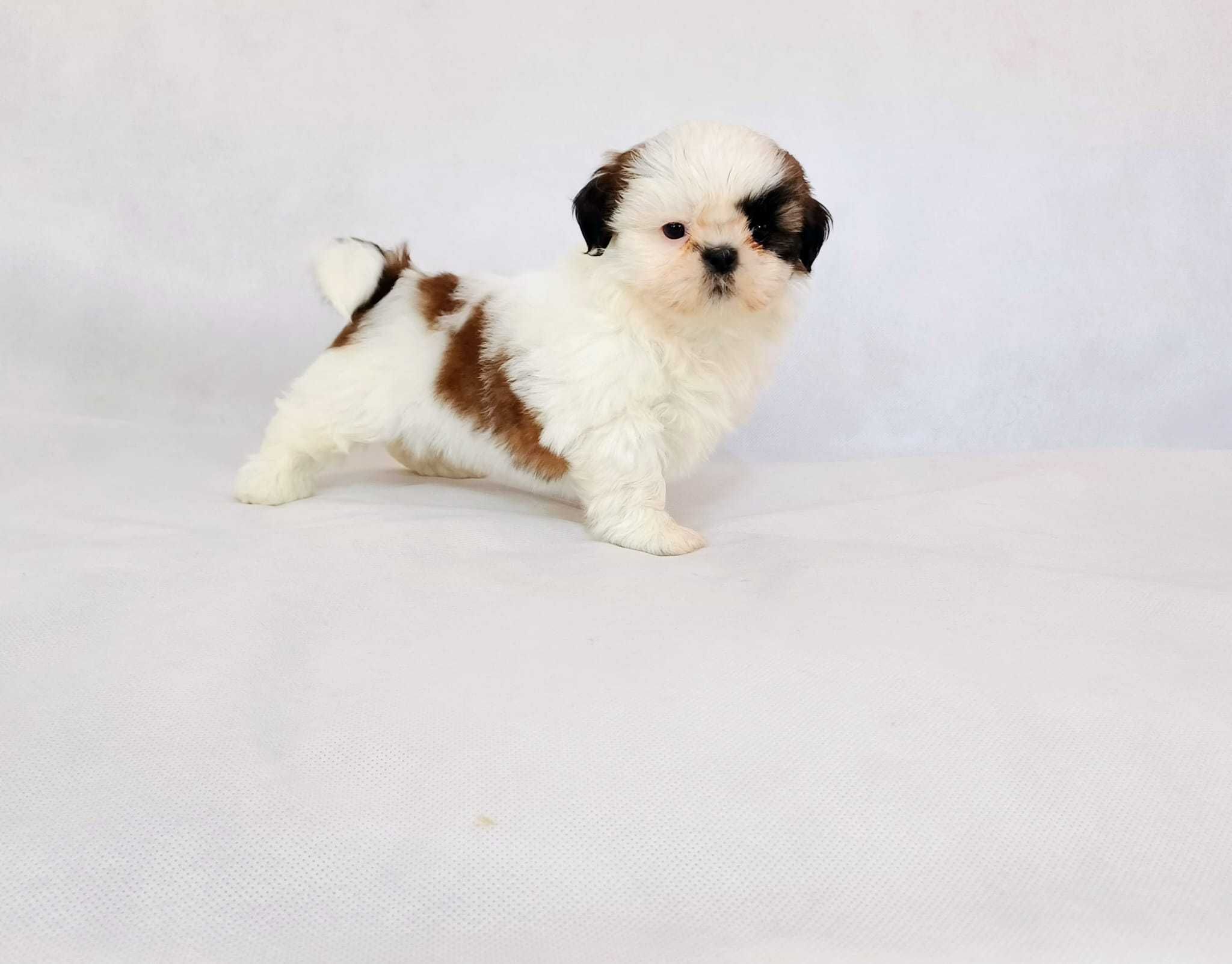 Szczeniaczek Shih tzu tricolor rodowód czip