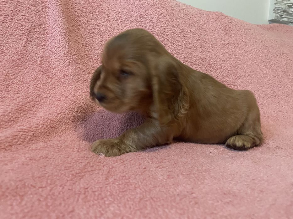 Cocker spaniele szczeniaki