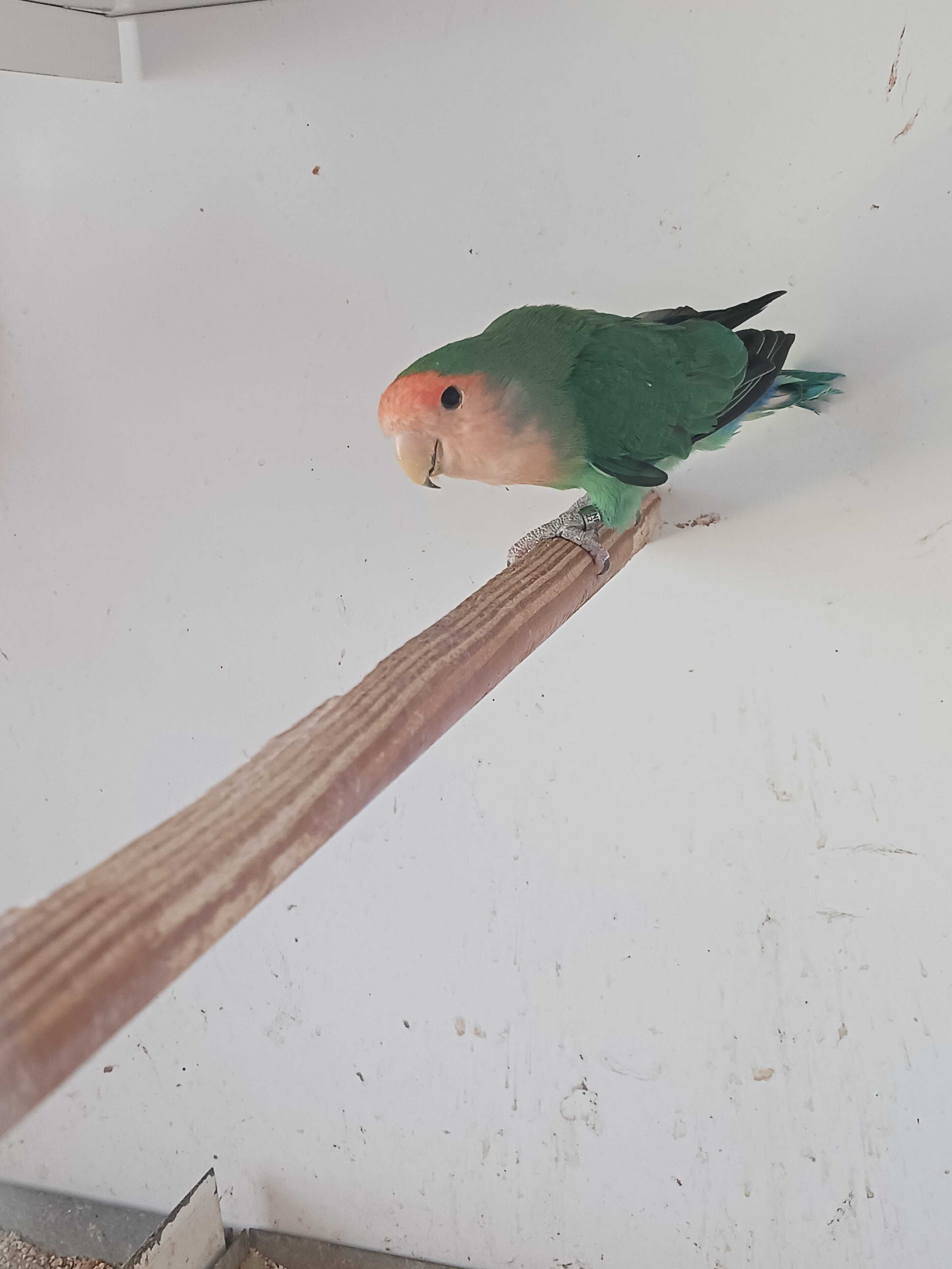 Roseicollis Longfeather