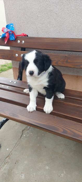 Border collie szczeniak!