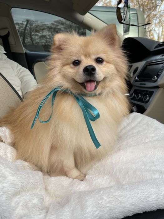 Ексклюзивні хлопчики Померанські шпіци з ідеальним характером