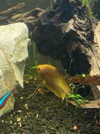2 Peixes Tricogaster Gold