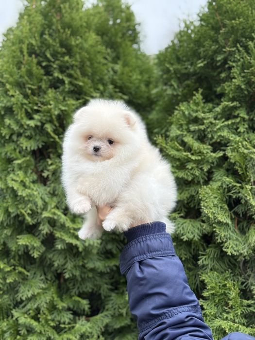 Цуценята померанського шпіца