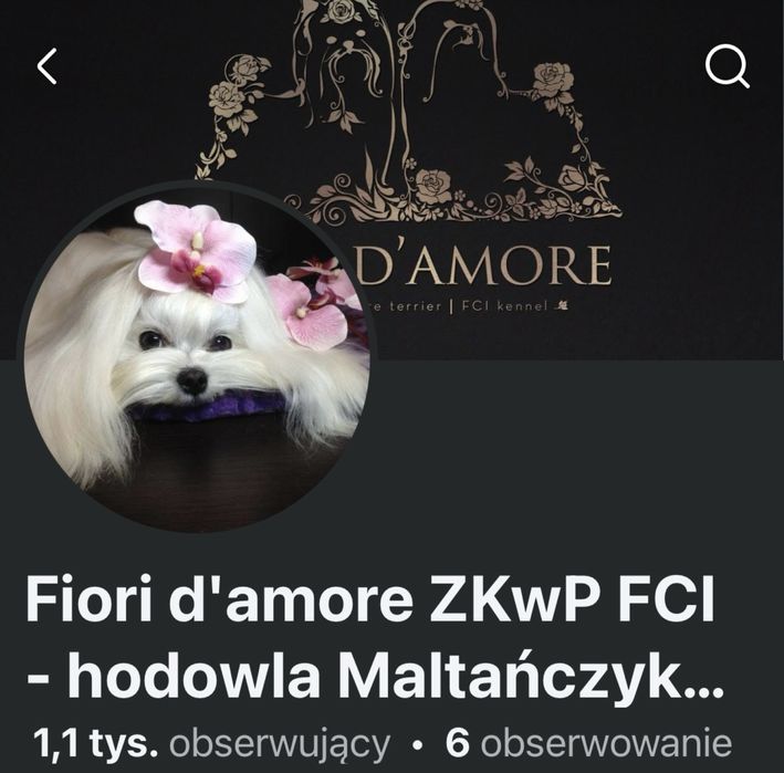 Yorkshire terrier zkwp FCI piesek