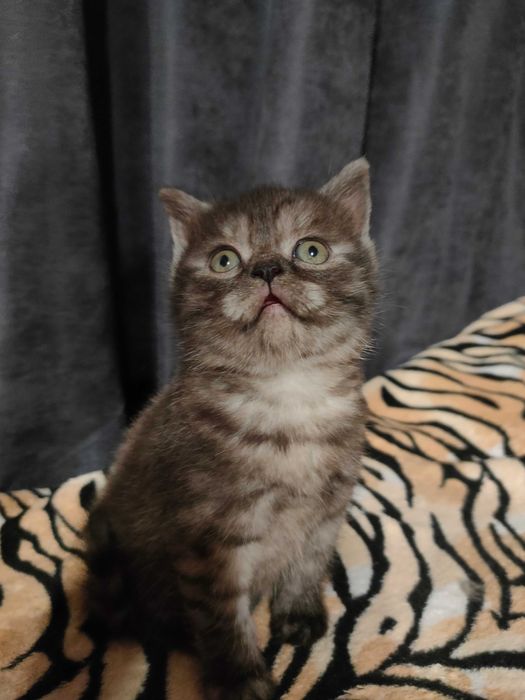 Продам британских котят,хлопчики