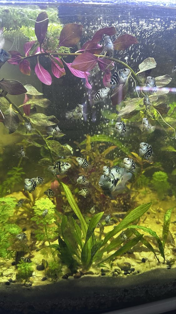 Pielengnica papuzia blue tiger