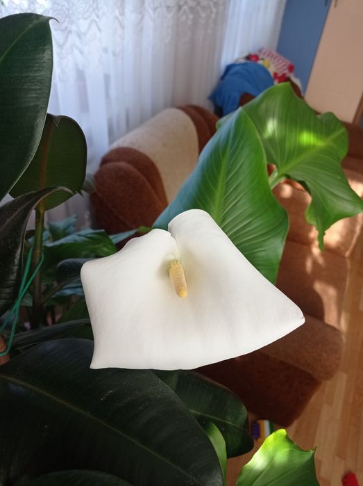 Кала біла невибаглива, відросток