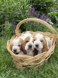 Suczka Basset Hound FCI o imieniu Alma bicoor