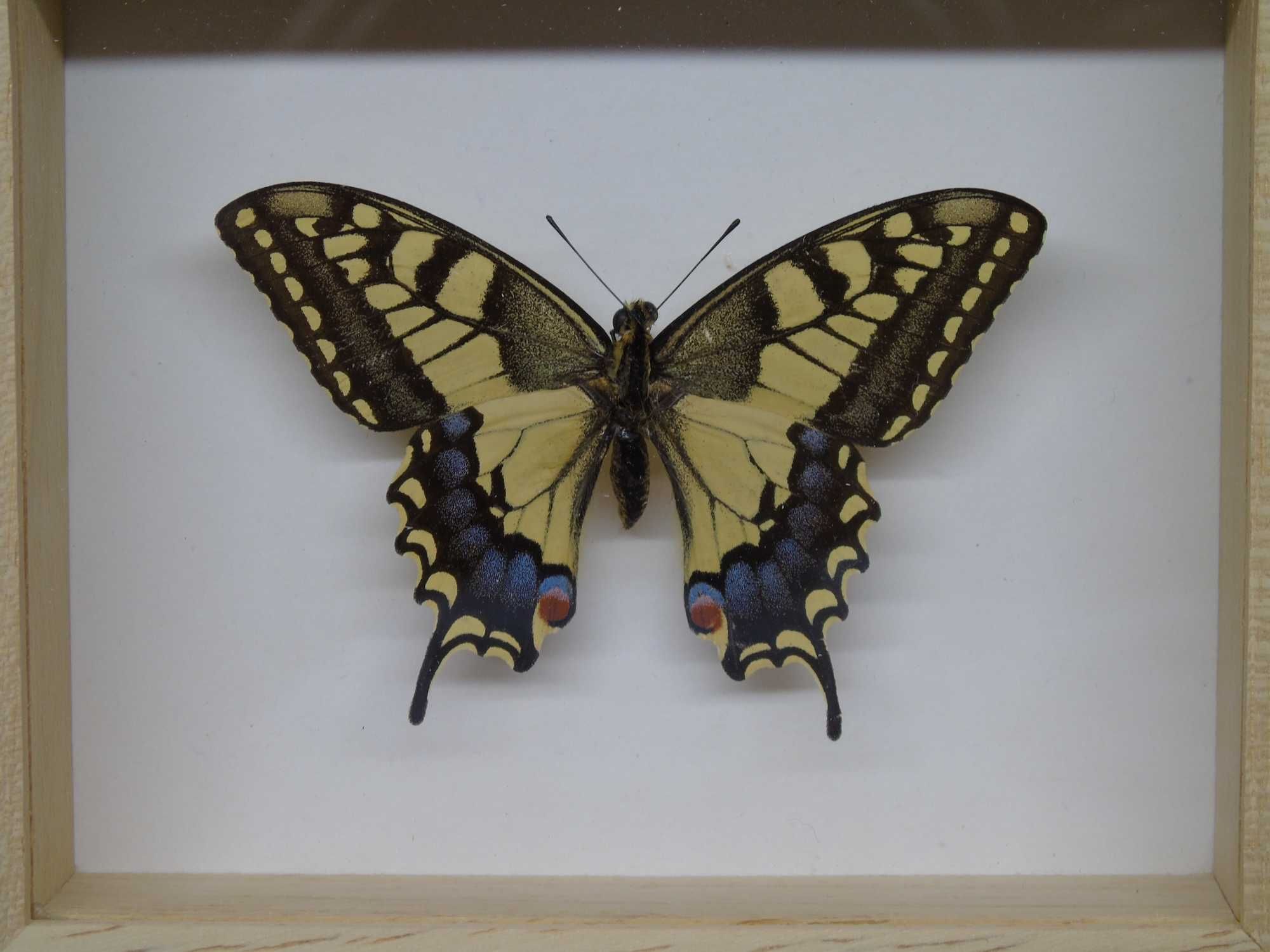 Motyl w ramce 10 x 12 cm . Paź królowej - Papilio machaon .