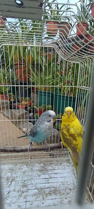 Casal periquitos asa negra