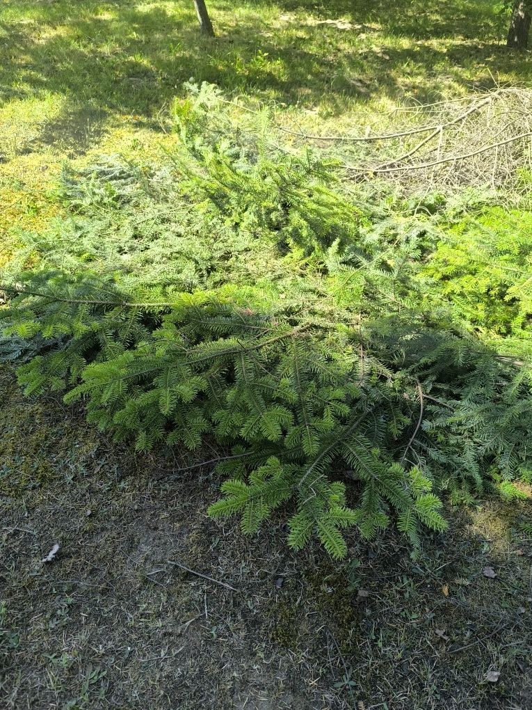 Oddam za darmo ... Więcej informacji proszę dzwonić