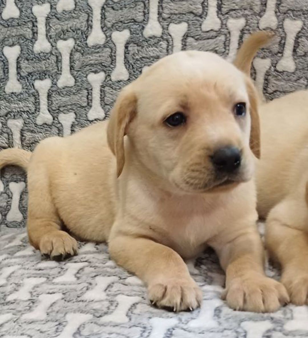 Piesek rasy Labrador