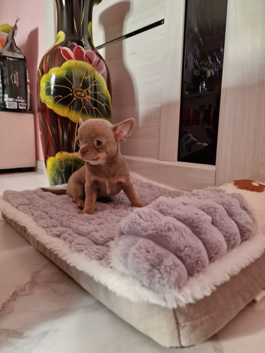 Терміново! Велика знижка! Тільки хлопчики. Поспішайте . Доставка по об