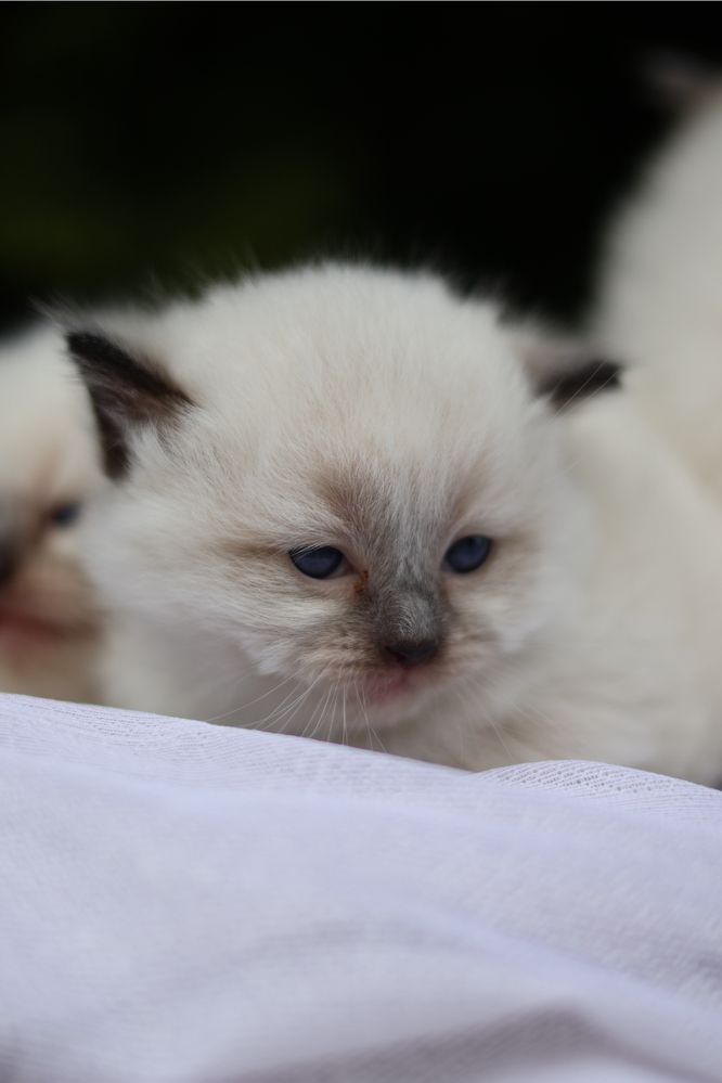 Ragdoll kotka colorpoint po przebadanych rodzicach