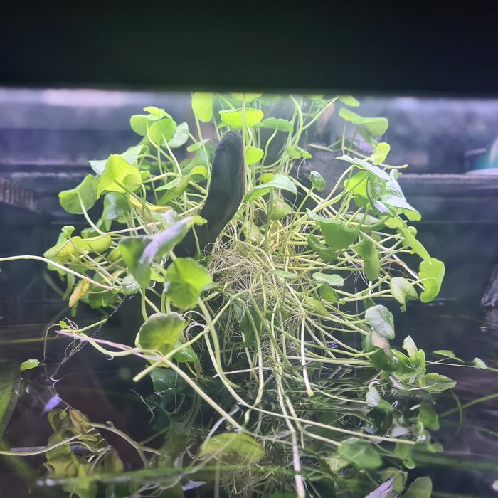 Planta de aquario