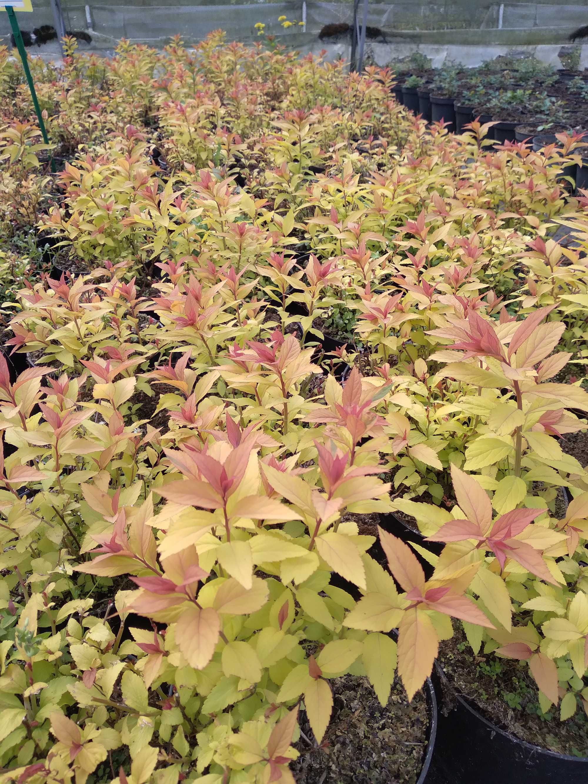 tawuła japońska 'Goldflame', Spiraea japonica 'Goldflame'